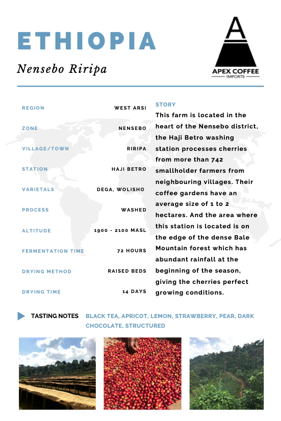 Green coffee - Nensebo Riripa: Washed, Ethiopia