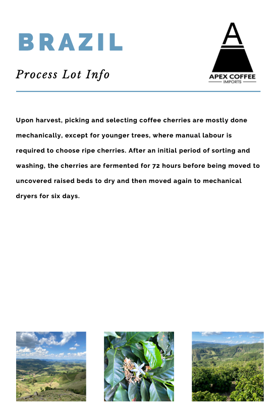 Green coffee  - Sitio Cachoeirinha Farm, Brazil