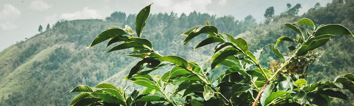 Jamaica